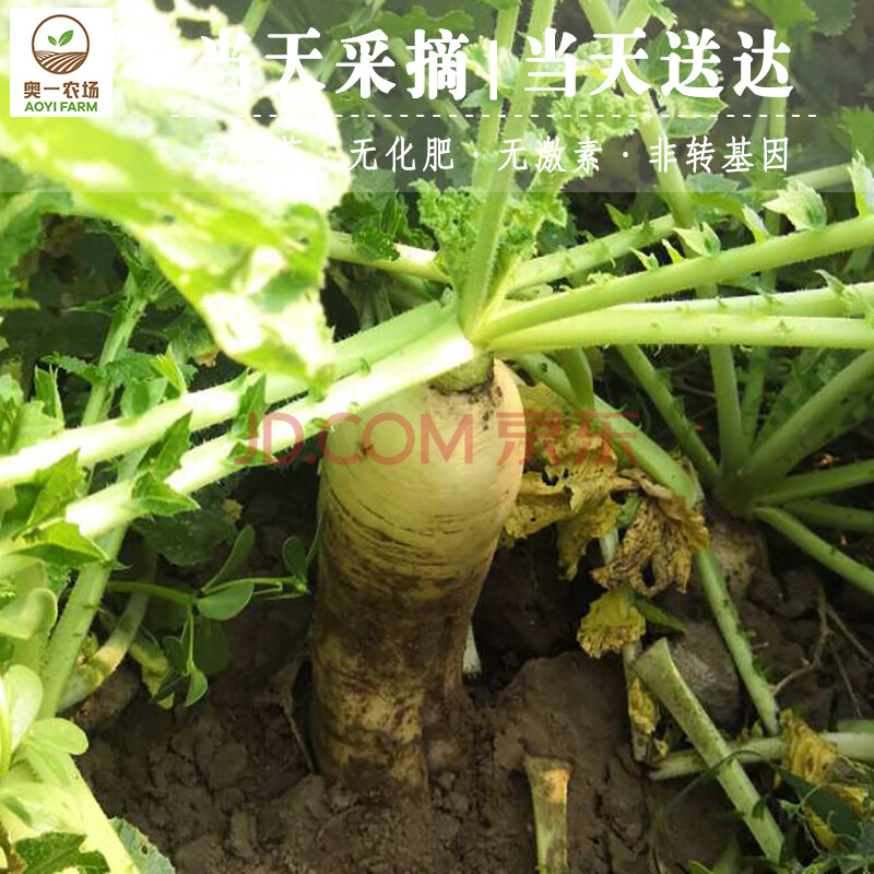 奥一农场 白萝卜新鲜蔬菜600g 仅限北京地区购买 可实地采摘