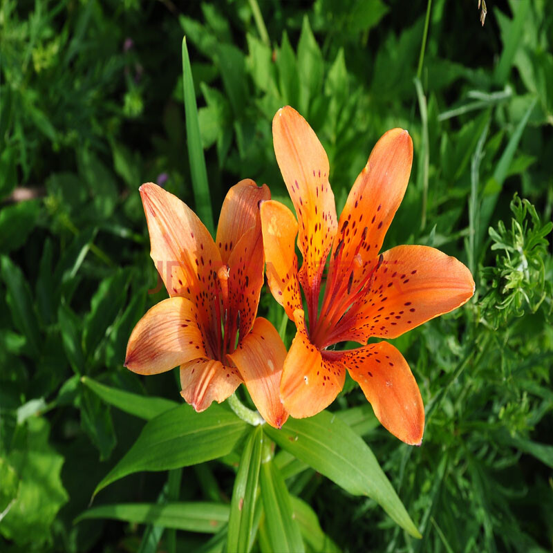 带芽香水百合种球百合花种子球根花卉植物盆栽绿植香水百合种球 王