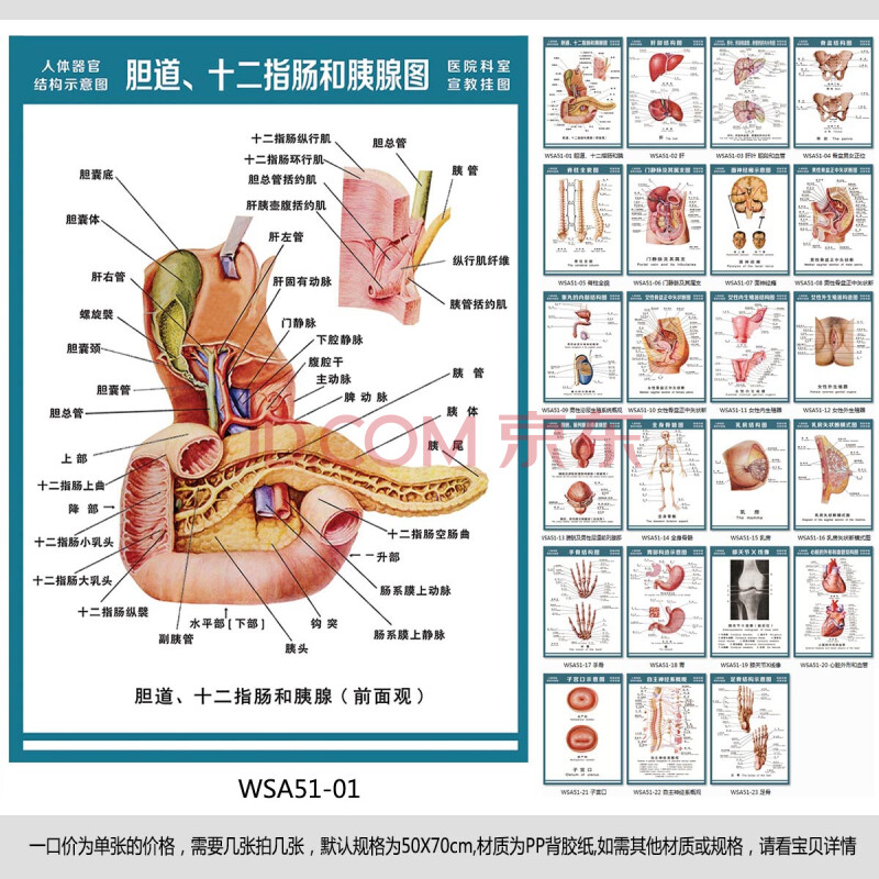 医院科室挂图 人体结构图 胆道十二指肠和胰腺图 宣传画wsa51-01 户外