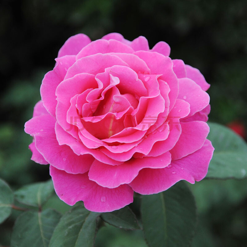 品种月季 庭院盆栽开花植物 大花月季 蕾西 四年苗