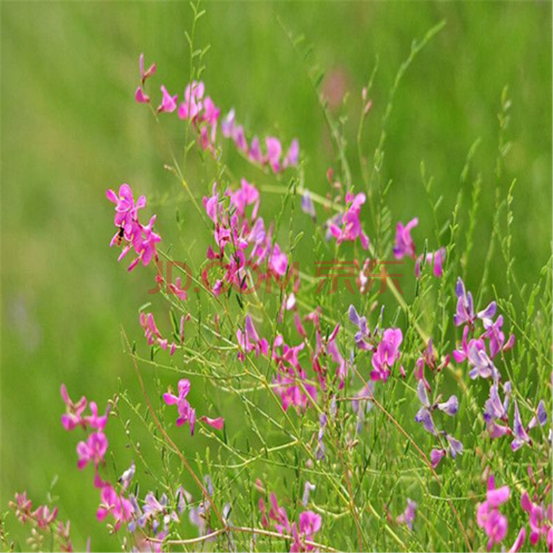 林木种子新采杨柴种子又名蒙古岩黄芪踏郎三花子 50克