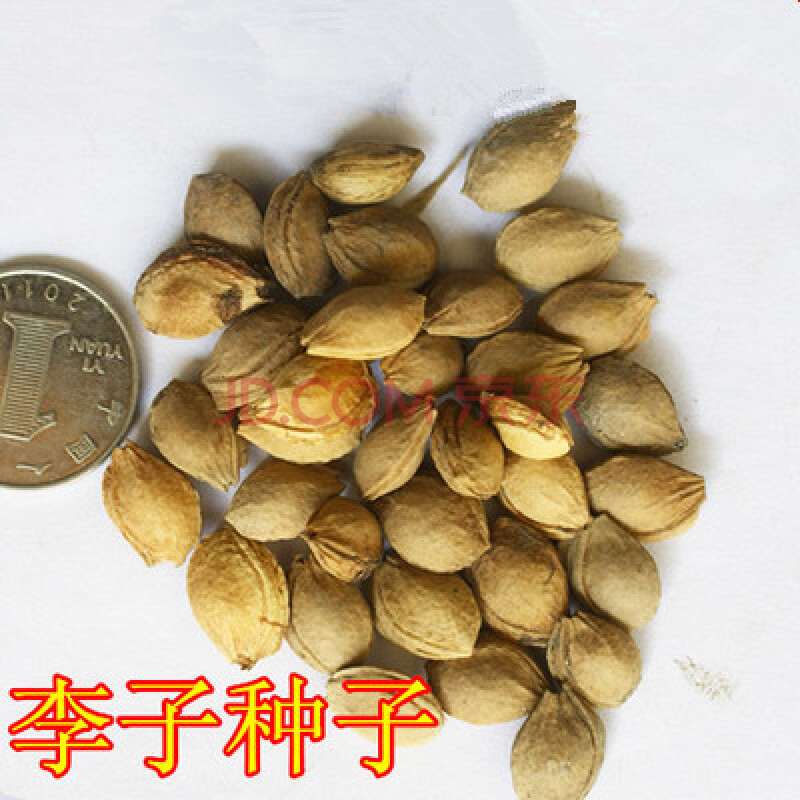 果树种子李子种子李子树种子别称嘉庆子玉皇李 山李子