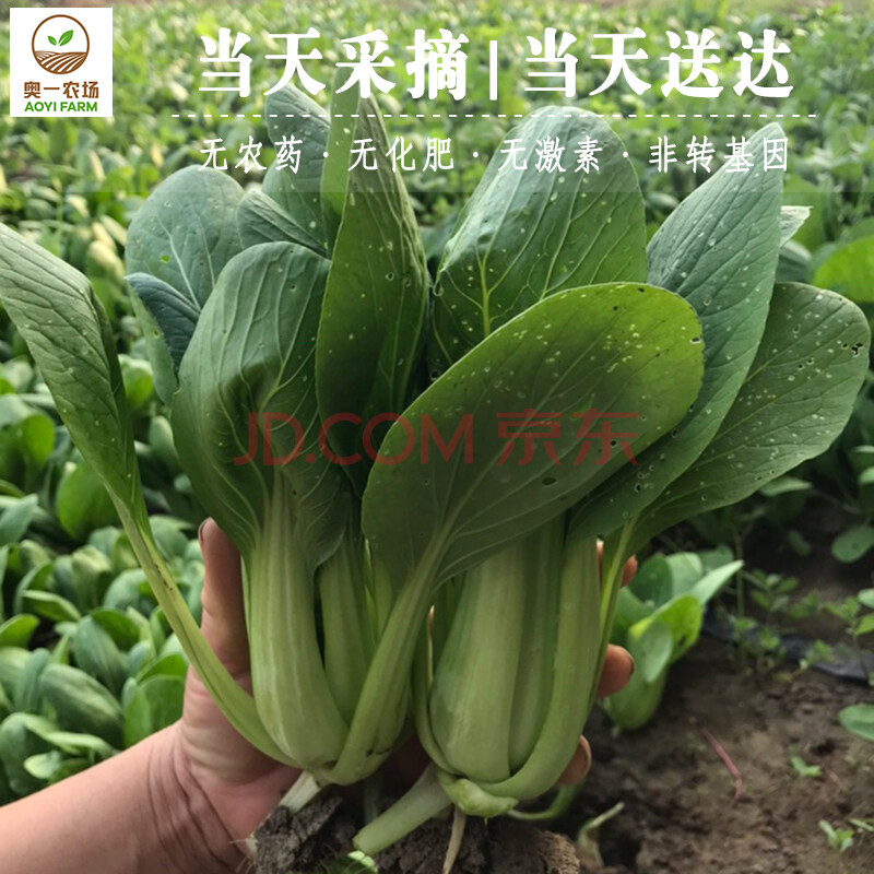 奥一农场 油菜新鲜 小油菜 上海青 蔬菜火锅菜青菜 300g 仅限北京购买|可实地采摘