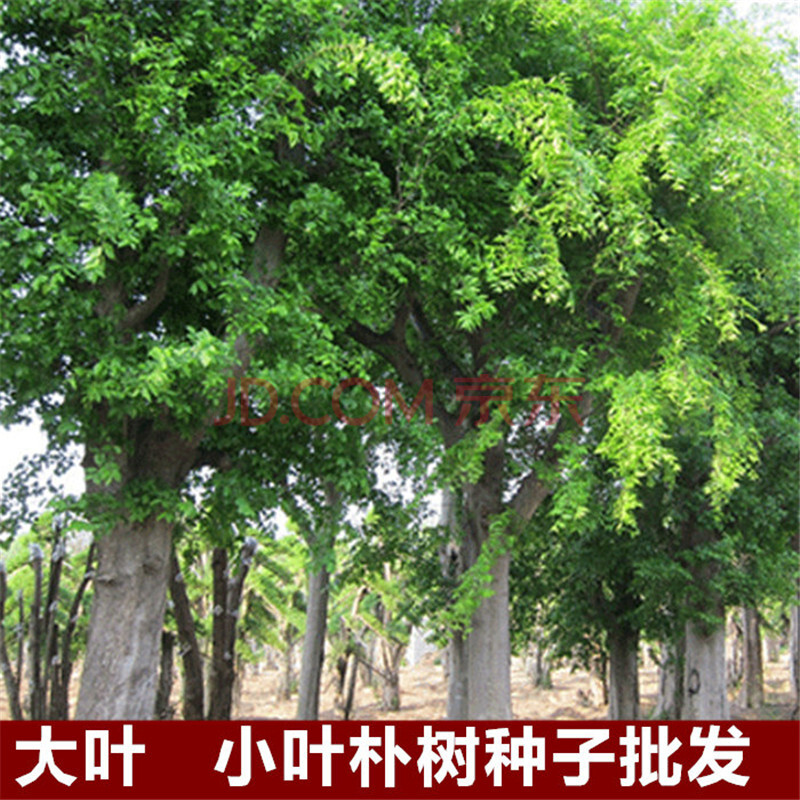 新采小叶朴树种子沙朴种子珊瑚朴种子厚朴种子大叶朴树种子 沙朴种子