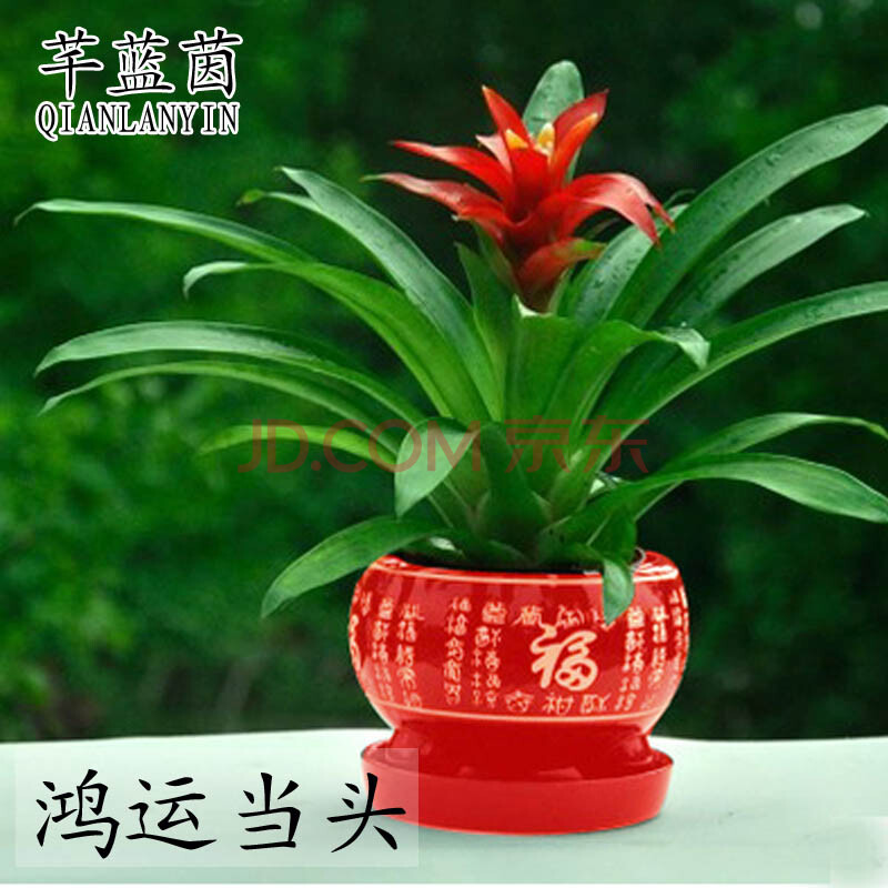 猴生肖聚财植物 鸿运当头盆栽 凤梨花小红星 四季开花