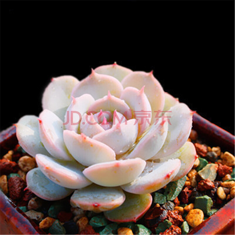 雪域多肉便宜价格 质量好吗