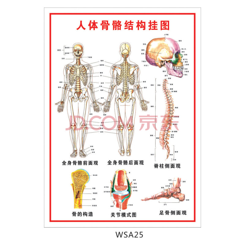 医院科室挂画 宣传画海报 人体骨骼结构挂图 示意图 贴画wsa25 户外型