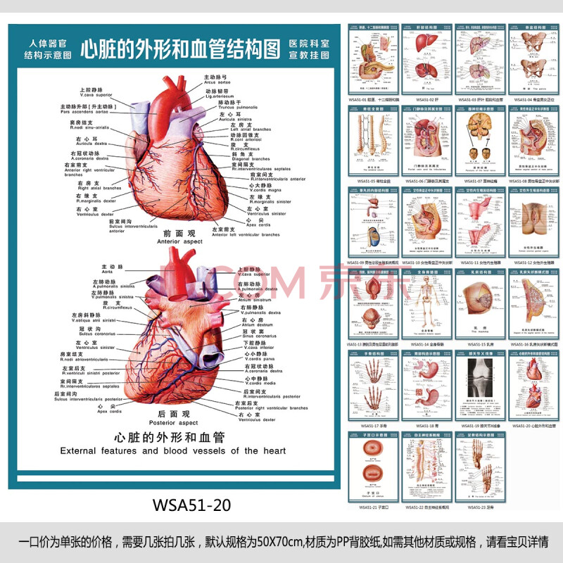 医院科室挂图人体解剖图心脏外形和血管结构图示意图宣传画wsa51 wsa