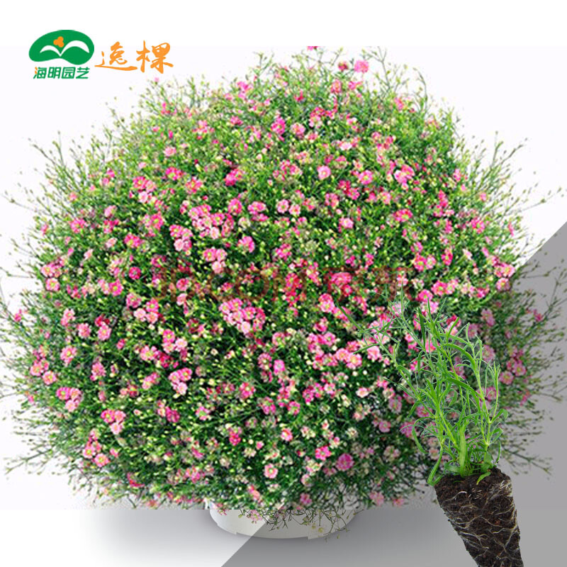 室内花卉植物-室内花卉图片大全-室内花卉-小植