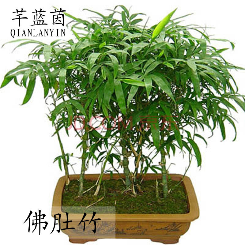 qq头像大全 个性签名 个性签名  [转载竹子盆景美图