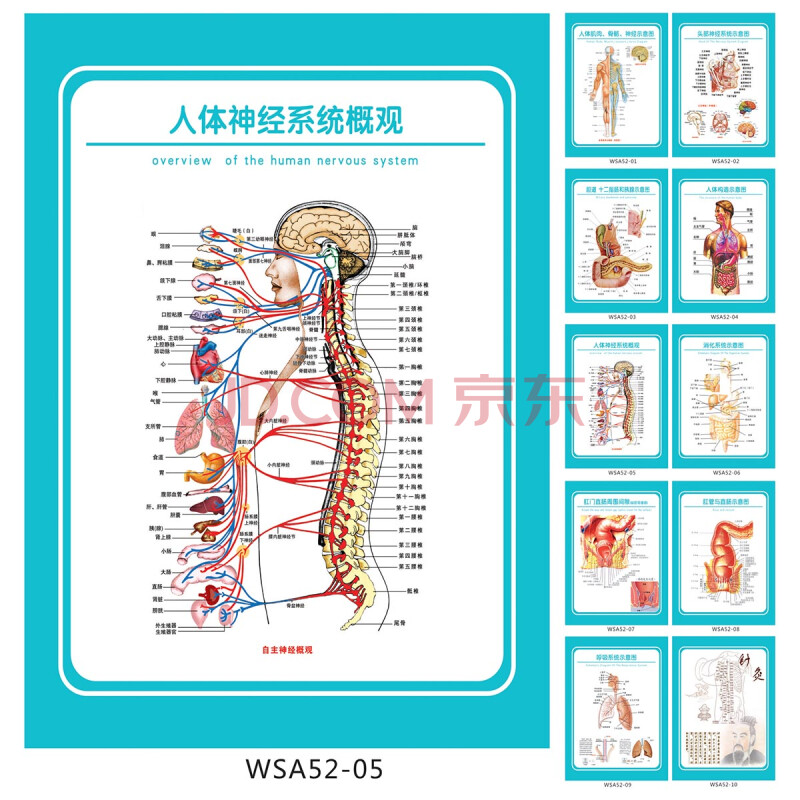 医院科室挂图解剖图人体神经系统概观示意图宣传画贴画wsa52-05 覆膜