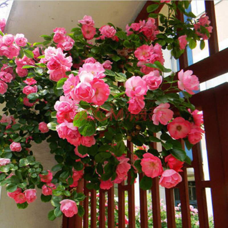 千姿秀 蔷薇老桩 8年 10年 15年 品种多选 满墙红 安吉拉 20年苗