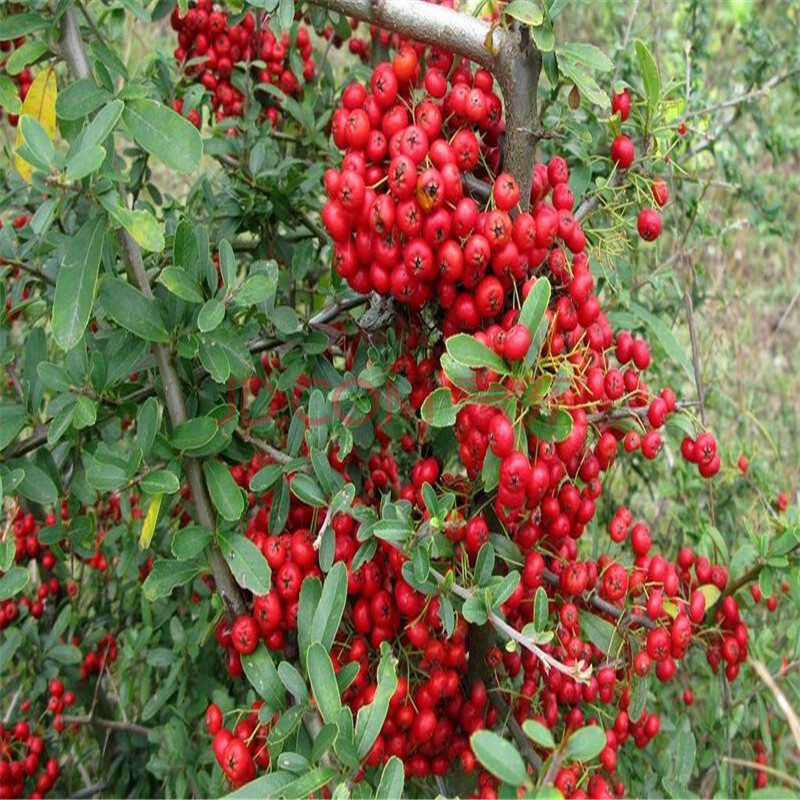 茱萸苗南北方种植果树苗当年结果盆栽 八年苗