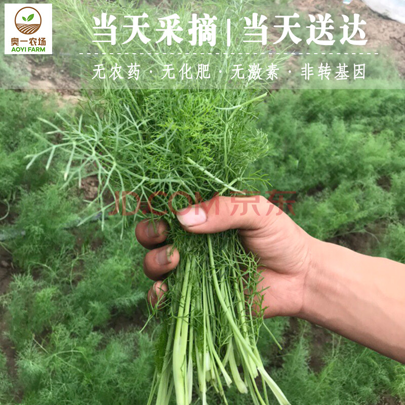 奥一农场 茴香菜 新鲜蔬菜 小茴香菜 包饺子菜300g 仅限北京地区购买可实地采摘