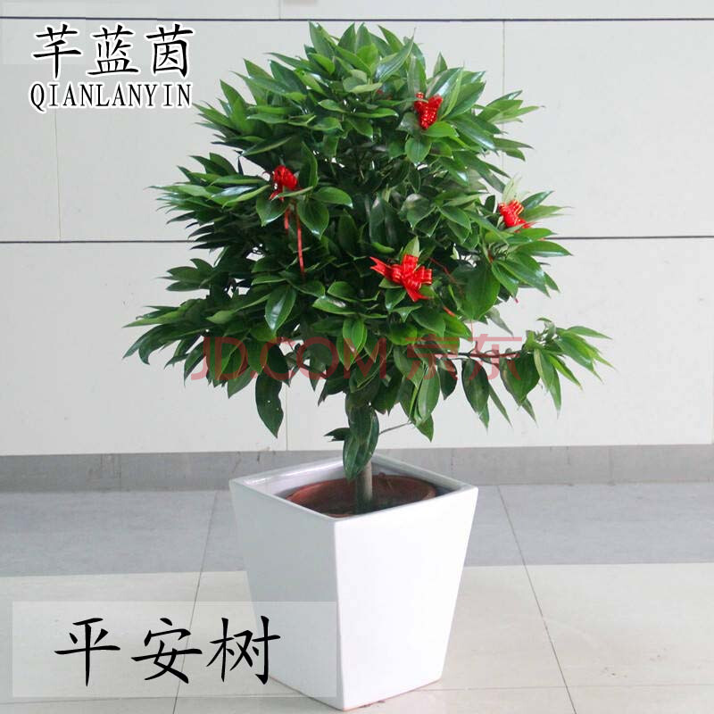 礼品 鲜花绿植 芊蓝茵(qianlanyin) 客厅平安树幸福树 树平安 吸甲醛