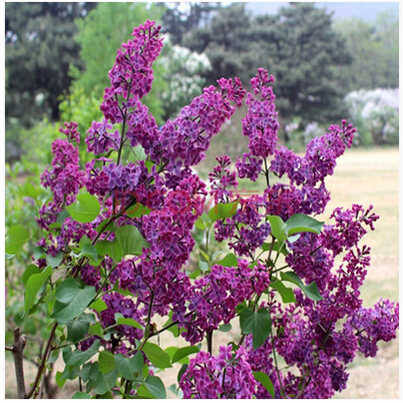 唯友 丁香花苗庭院 盆栽可开花植物丁香花树苗浓香花卉香飘十里 丁香