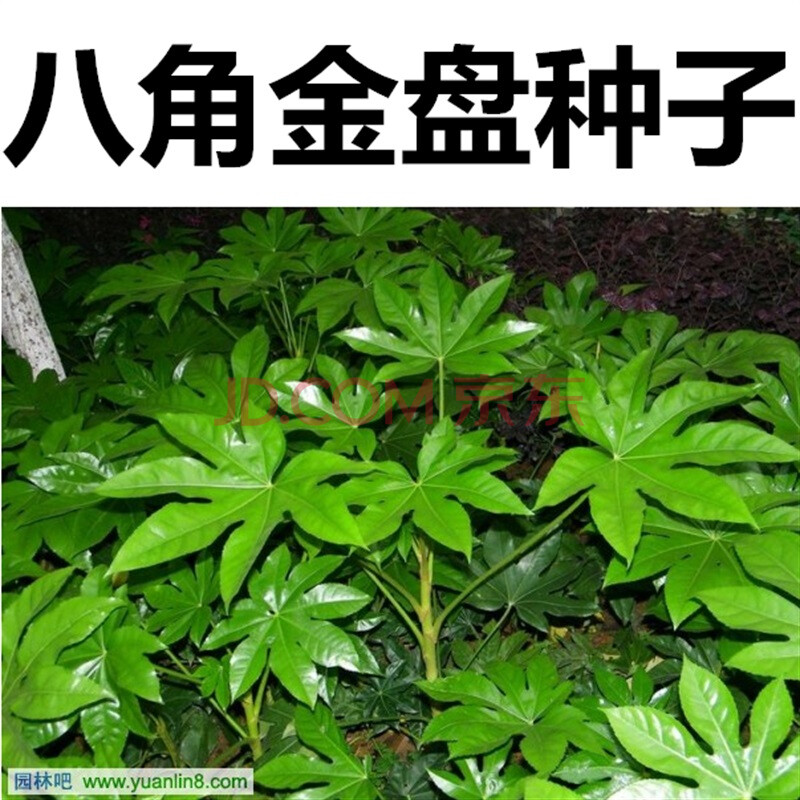 新采八角金盘种子 花卉种子绿植种子八手种子手树种子