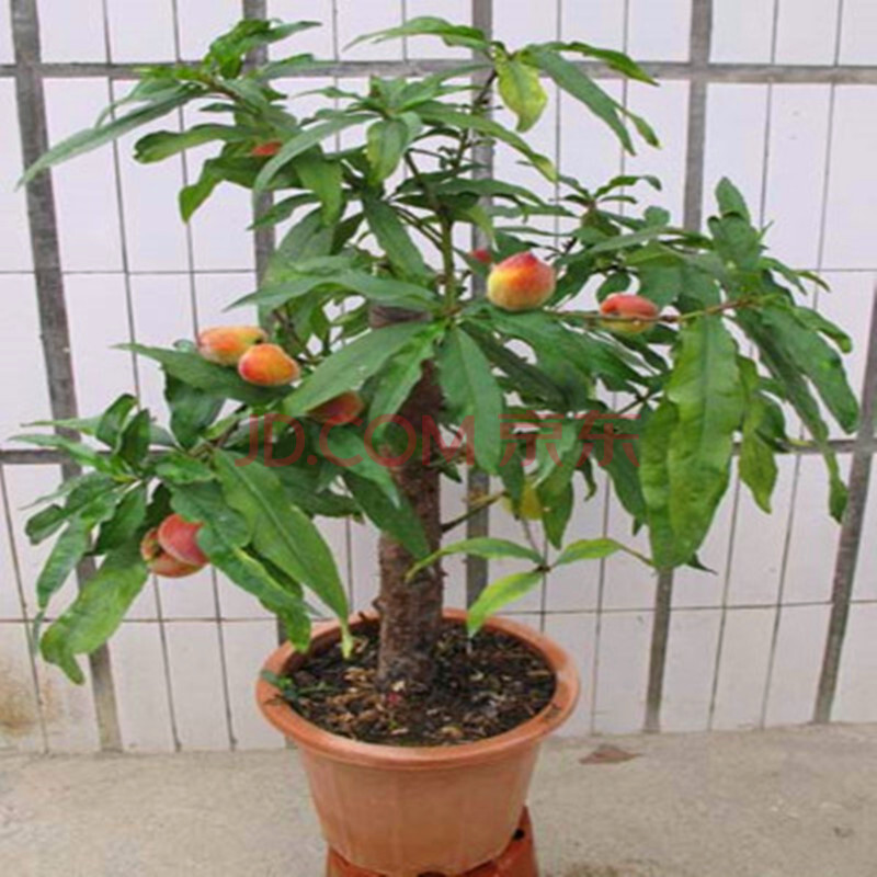 盆栽地栽 果树苗 桃子苗 桃树苗 南方北方种植当年结果水蜜桃 菊花桃