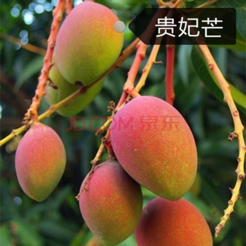 芒果树苗嫁接芒果苗南北方种植澳芒四季芒红象牙金煌芒当年结果 贵妃