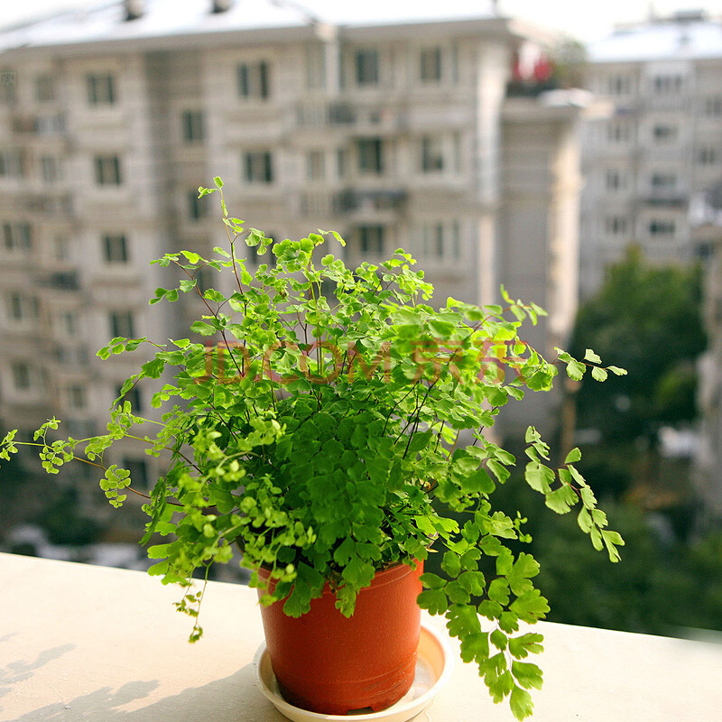 中小型盆栽单枝红运当头 凤梨花 吸甲醛 防辐射