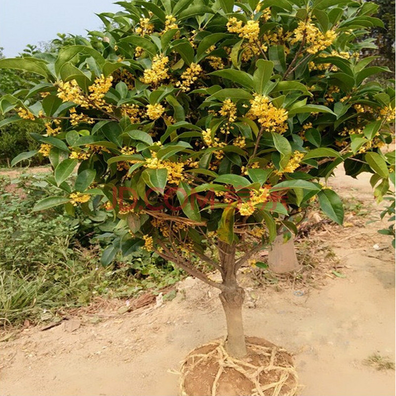 欣邦 嫁接流苏桂花苗 桂花树苗盆栽 金桂 丹桂 日香桂