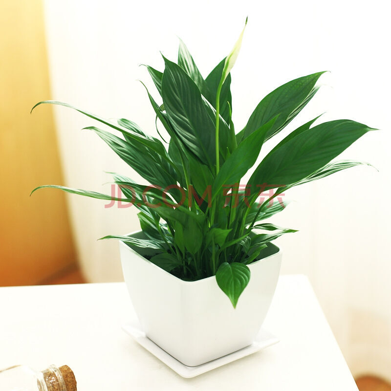 白掌白鹤芋 一帆风顺盆栽花卉室内植物绿植办公桌面小