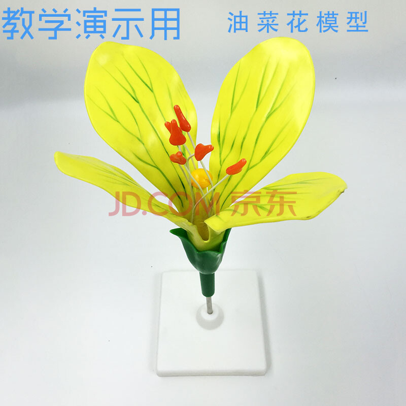 【少彩科教】油菜花模型 教具生物仪器教学仪器演示模型幼儿园小学