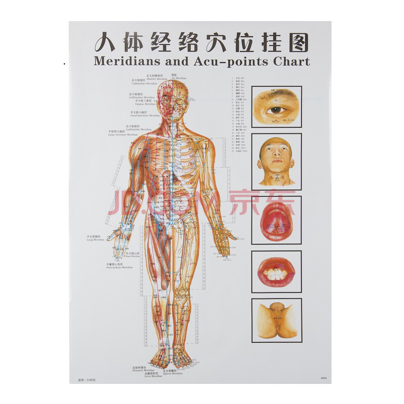 穴位挂图标准人体经络全图经络图全套7张保健按摩反射