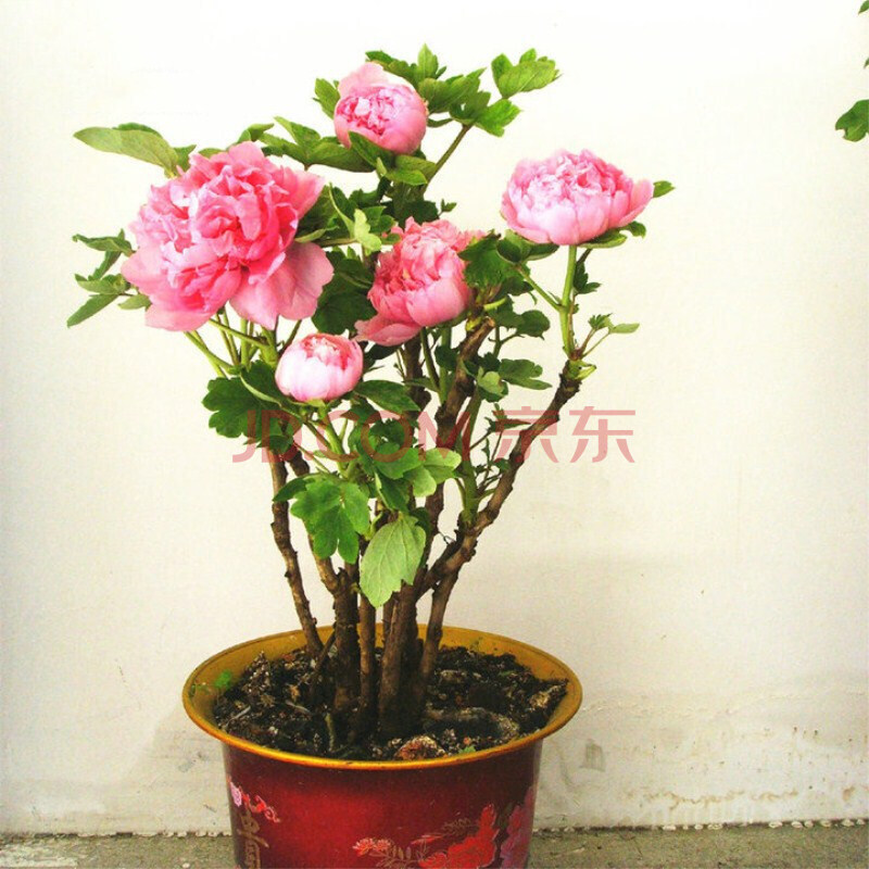 沁心园 牡丹花盆栽 牡丹花苗 牡丹大苗室内阳台花卉庭院绿植盆栽牡丹