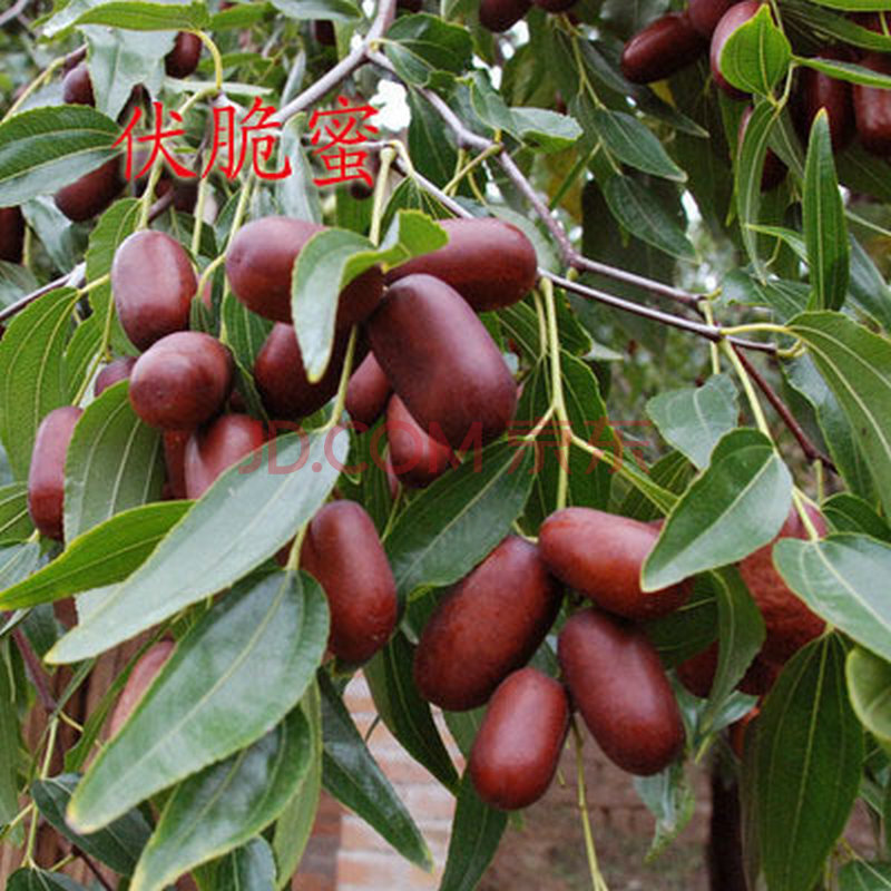 春之语 枣树苗嫁接苗盆栽南方北方种植冬枣庭院种植当年结果 伏脆蜜 8