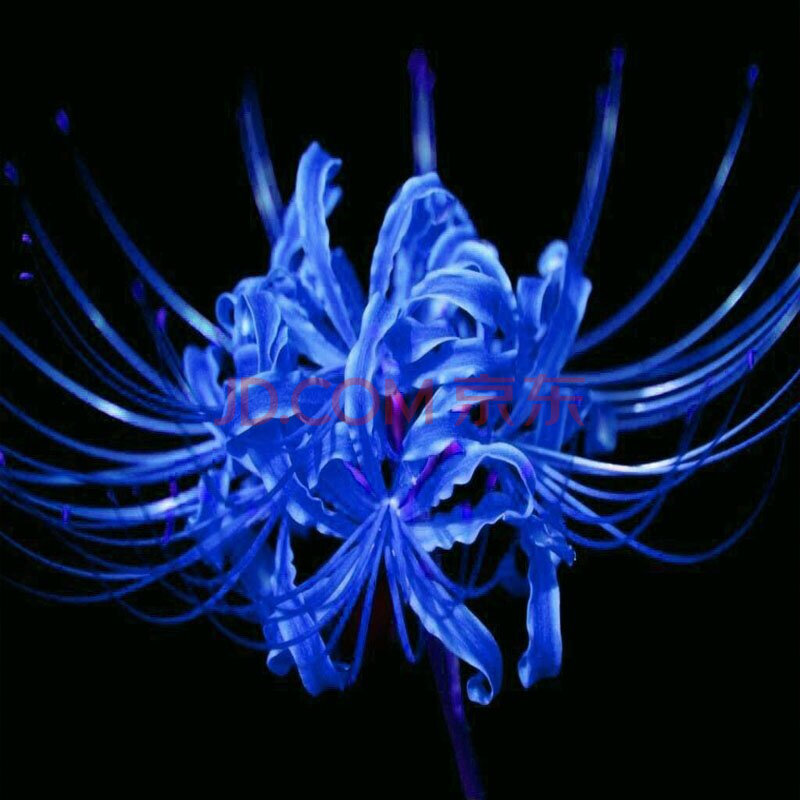 关于彼岸花的歌图片分享