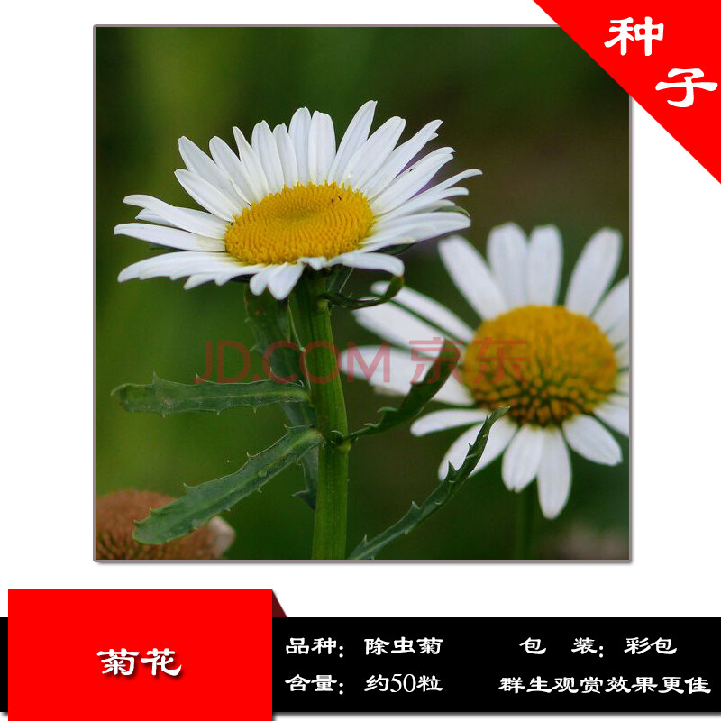 菊花 四季播庭院景观室内阳台盆栽易活花卉 春播花卉