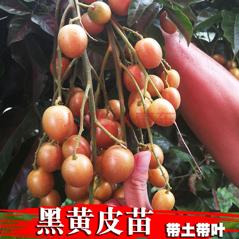 广西黄皮苗 嫁接黄皮果树苗大鸡心黄皮苗黑皮黄皮苗酸甜可口 南方盆栽