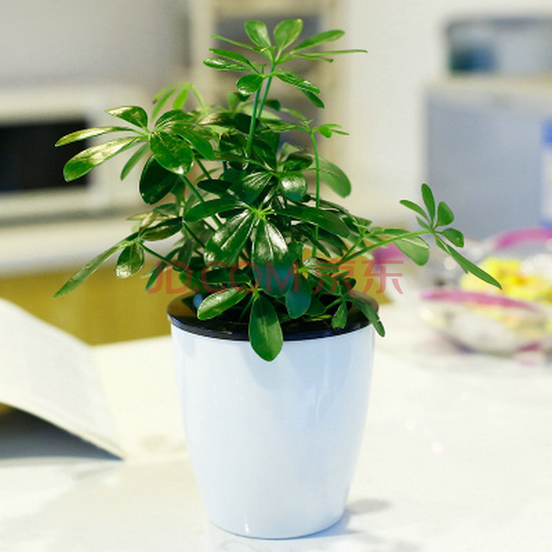 吊兰 鸭脚木 罗汉松 绿植金钻盆栽 绿色植物盆景 办公室内 吸甲醛 白
