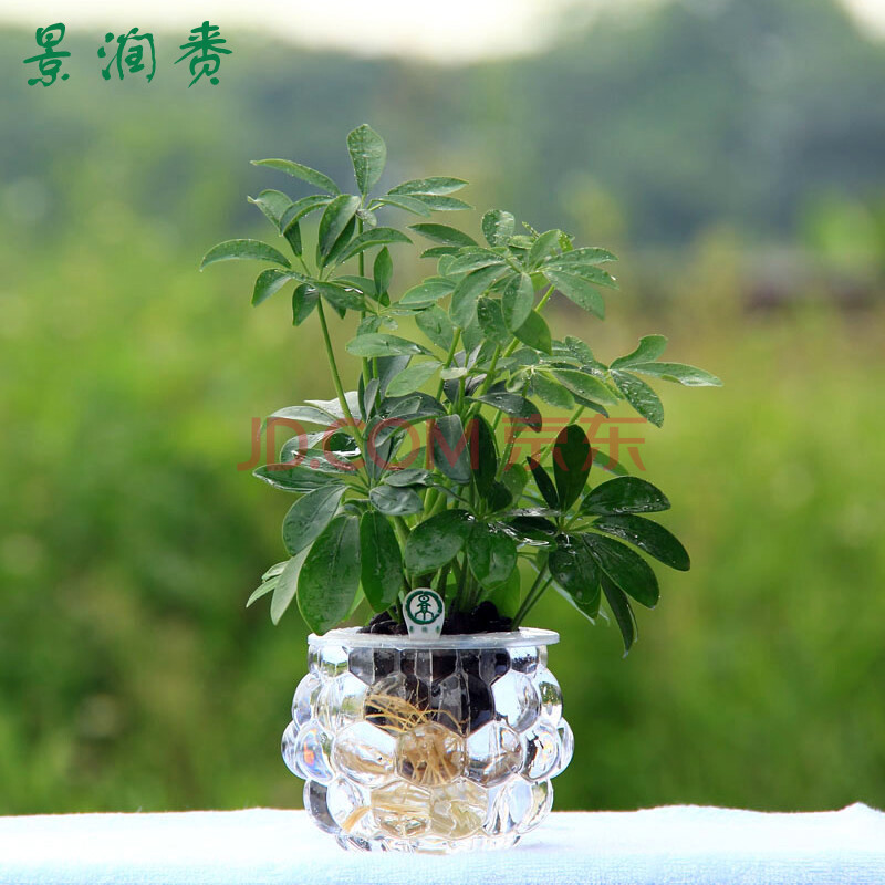 景润赉水养花卉鸭脚木植物盆栽办公室内迷你防