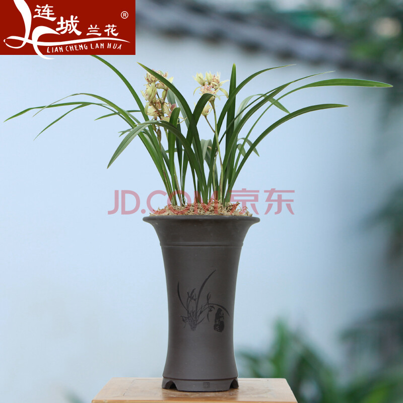 蝶舞呈祥 连城兰花建兰蝶形花观花绿色植物盆