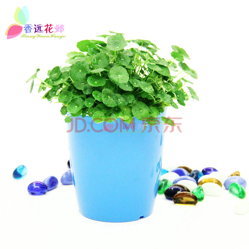 铜钱草 金钱草 铜钱草 金钱草