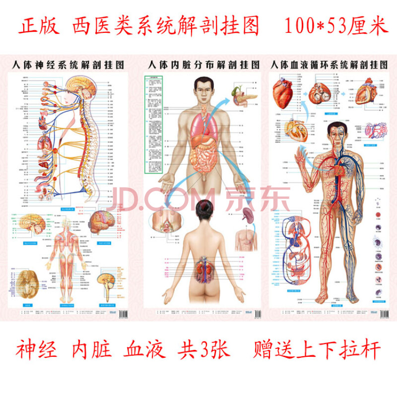 正版西医挂图 神经系统 血液循环系统 内脏分布解剖挂图 共3张