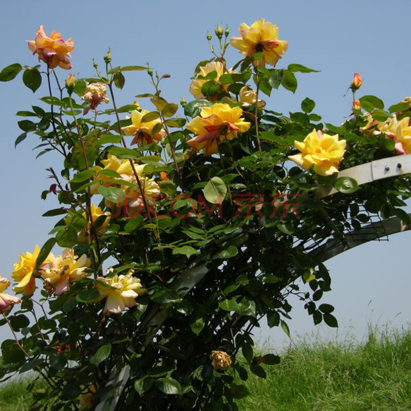 藤本植物 藤本月季