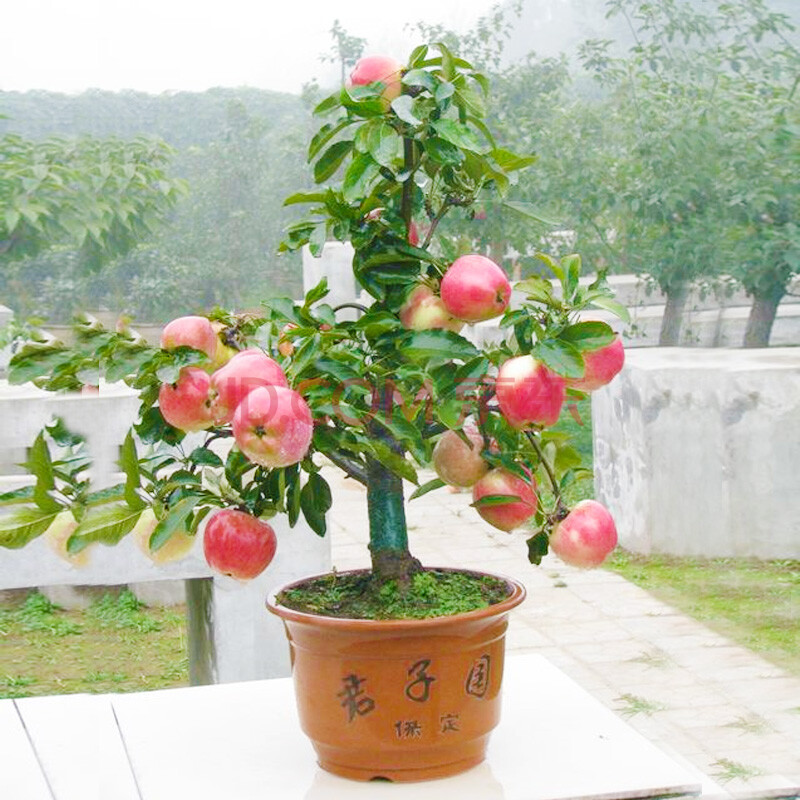 花络阁 【阳台盆栽】苹果苗盆栽当年结果南方北方种植