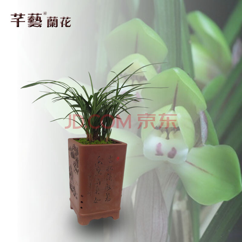 兰花花卉 兰花盆栽 兰花苗 春兰大富贵 3苗连体 不含盆