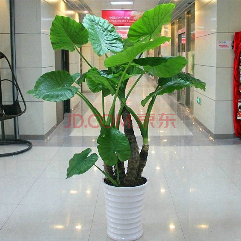 滴水观音 绿色观叶植物 办公室客厅大型绿植盆栽花卉净化空气 带叶子