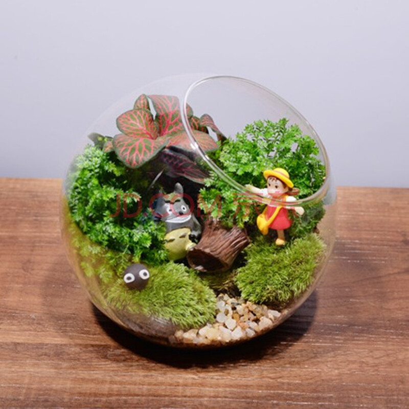 套餐组合苔藓微景观生态瓶办公室桌面植物创意奇趣绿植迷你盆栽摆件