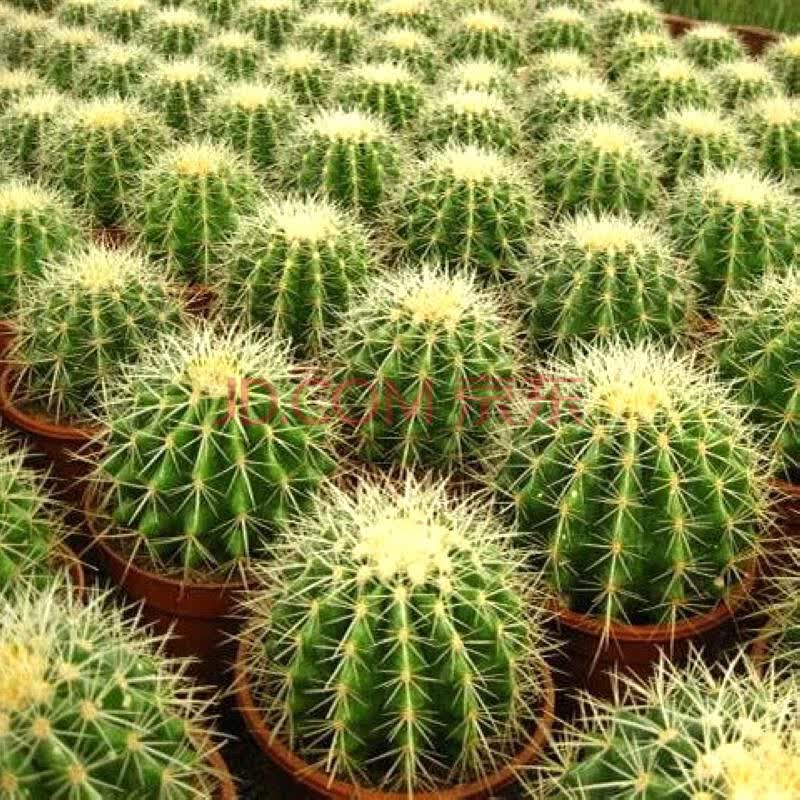 好韵盆栽植物 仙人球 金琥 不含花盆 直径25厘米