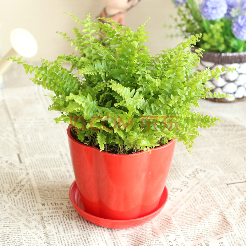 含笑苑 波斯顿蕨 绿色植物/绿萝吊兰/波斯顿蕨/盆栽/室内植物/高档