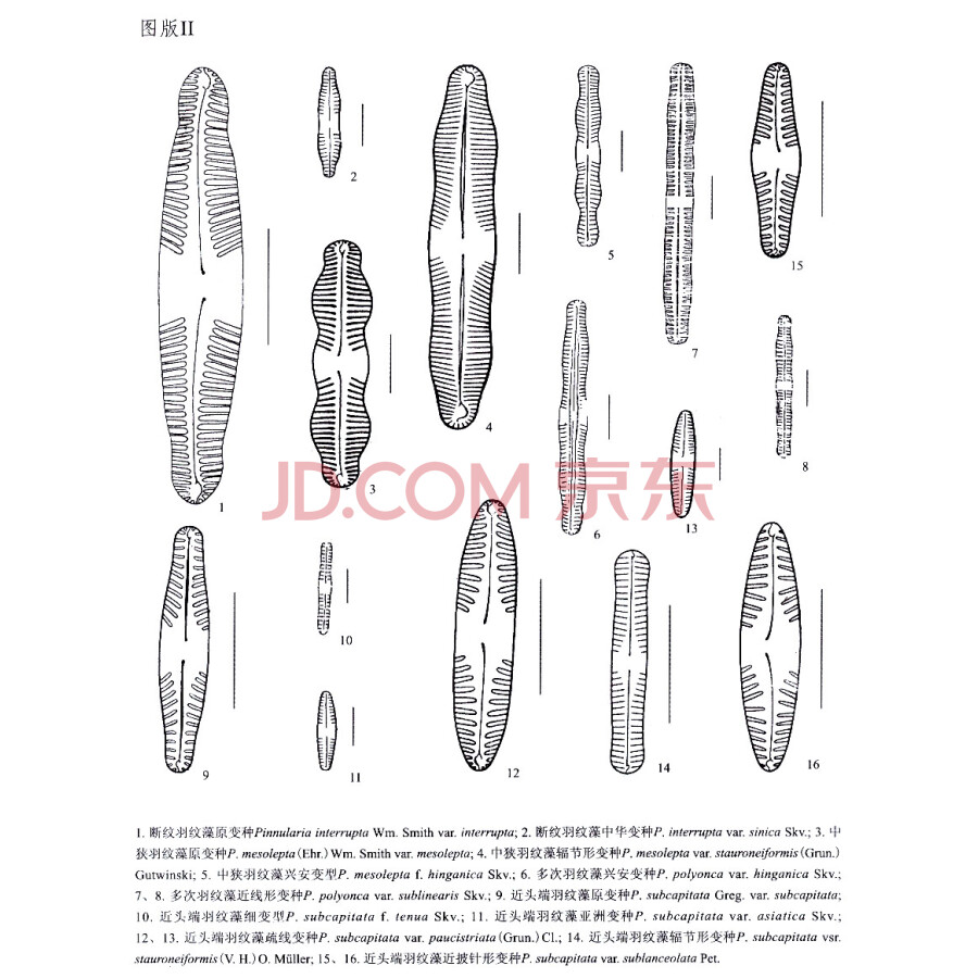 中国淡水藻志(第十九卷)·硅藻门:舟形藻科(2)