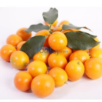 广西桂林金桔3.5KG/新鲜水果/桔