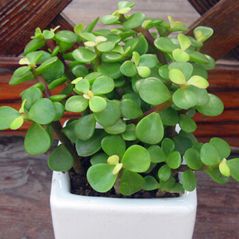 津沽园艺 景天多肉植物大合集 桌面盆栽绿植 净