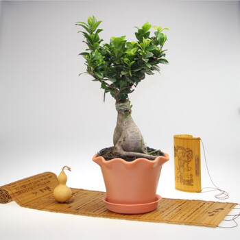 花勿缺(大榕树盆栽-)植物盆景办公室 防辐射 吸