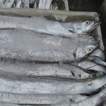 新鲜冷冻带鱼 舟山冰鲜带鱼精品 去头去尾 带鱼 450克